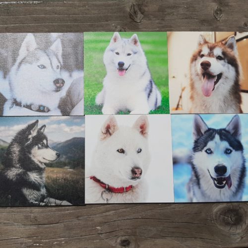 Onderzetters Siberische Husky's set 6 stuks